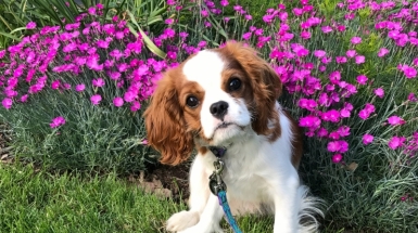 can a cavalier king charles spaniel go in public