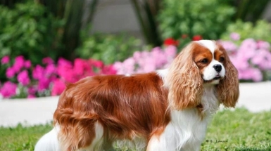 Cavalier King Charles Spaniel Club