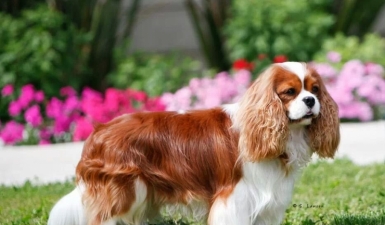 cavalier king charles spaniel cavalier king charles spaniel